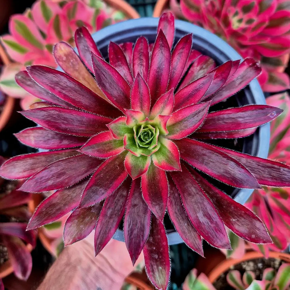 Aeonium ’Peacock’ variegado