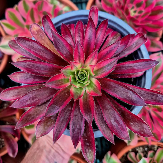 Aeonium ’Peacock’ variegado