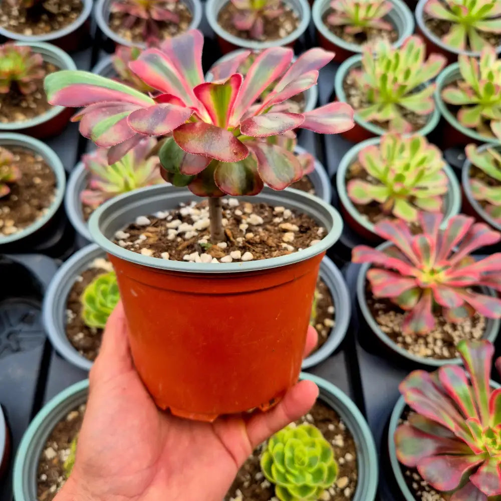 Aeonium ’Pink Chanel’ variegado