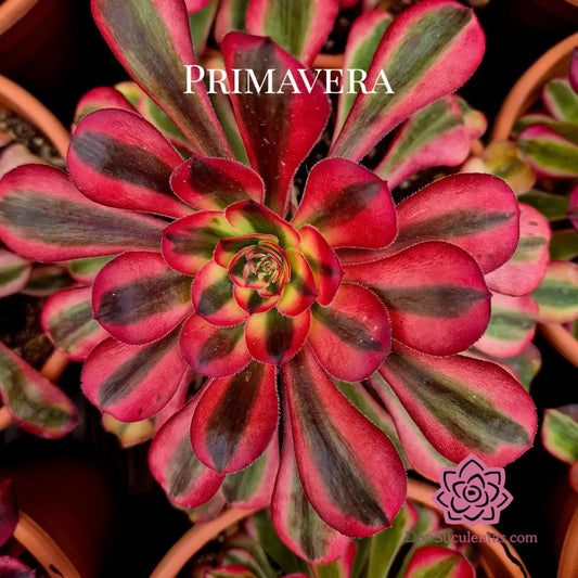 Aeonium ’Pink Chanel’ variegado