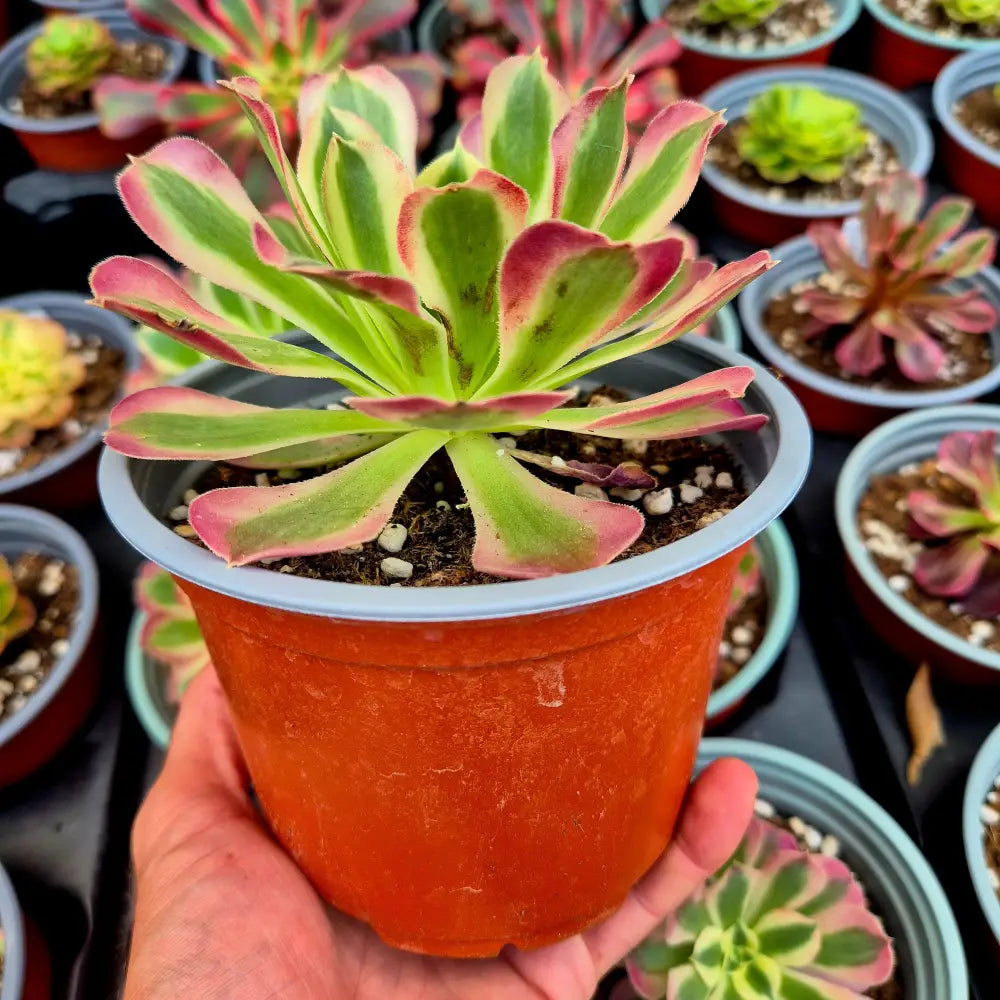 Aeonium ’Pink Crystal’ variegado
