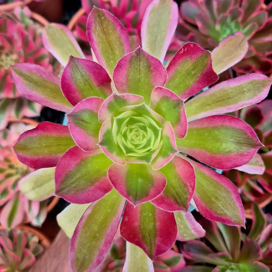 Aeonium ’Pink Crystal’ variegado