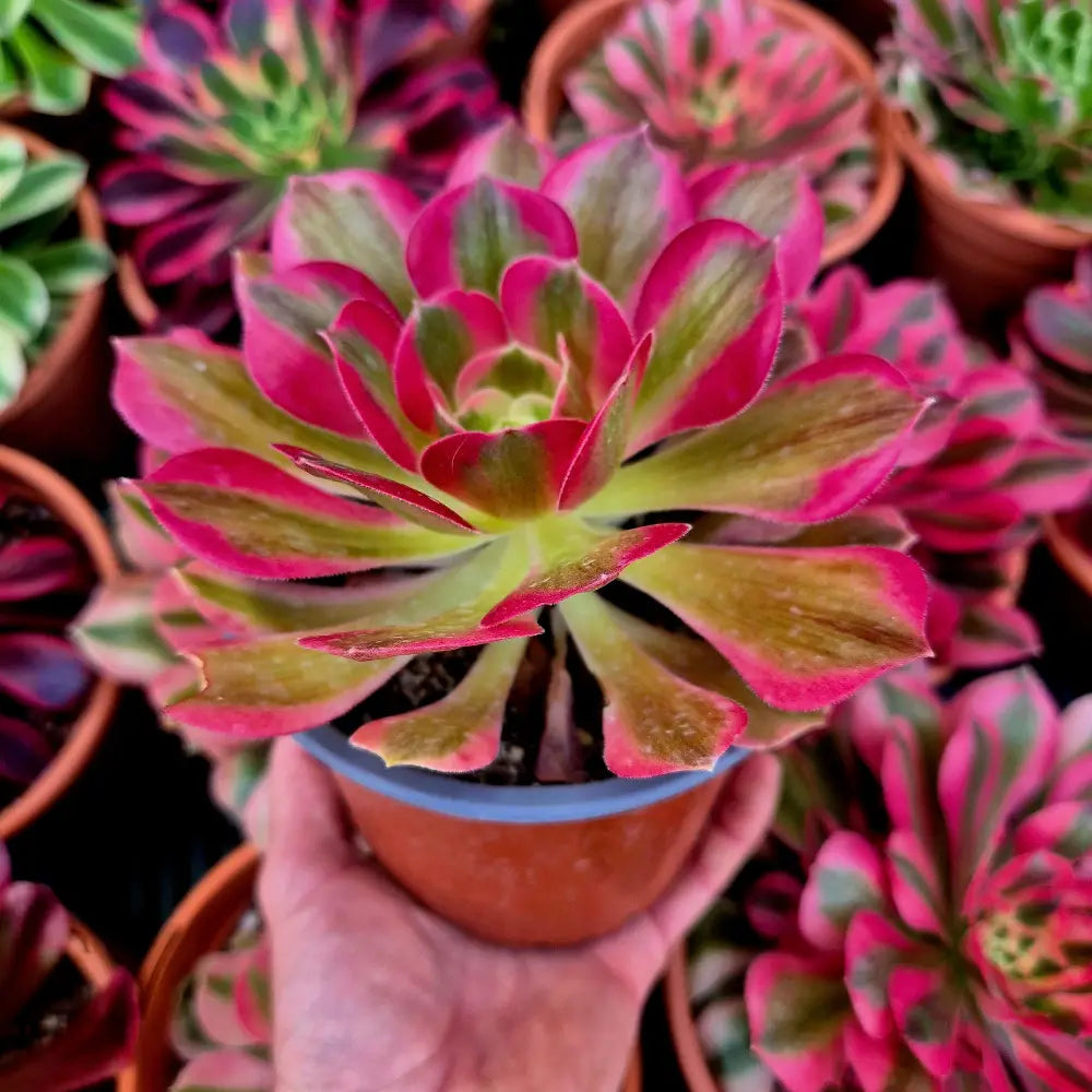 Aeonium ’Pink Fairy’ variegado