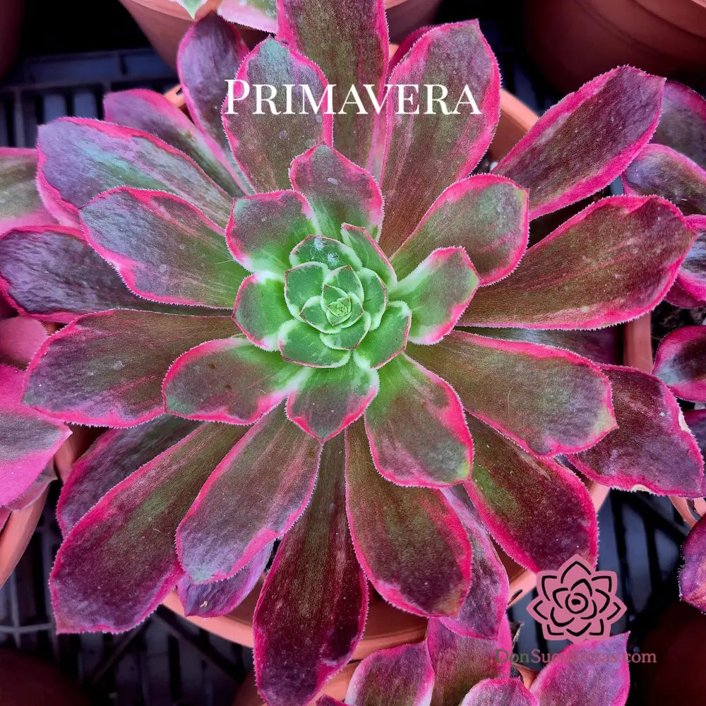 Aeonium ’Pink Fairy’ variegado