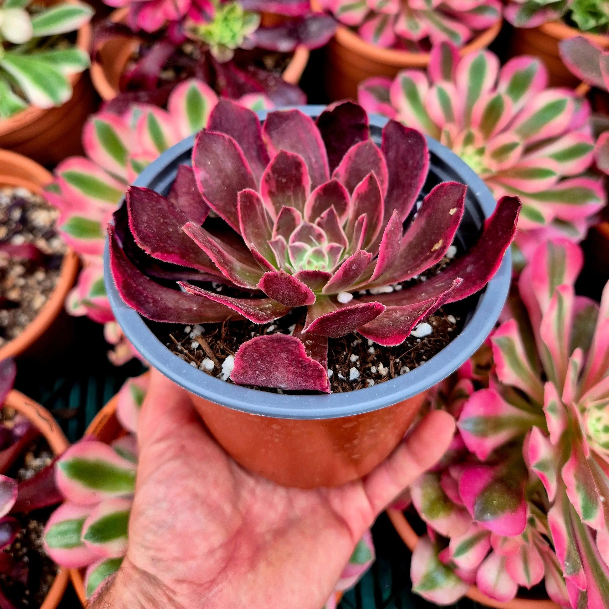 Aeonium ’Pink Fairy’ variegado