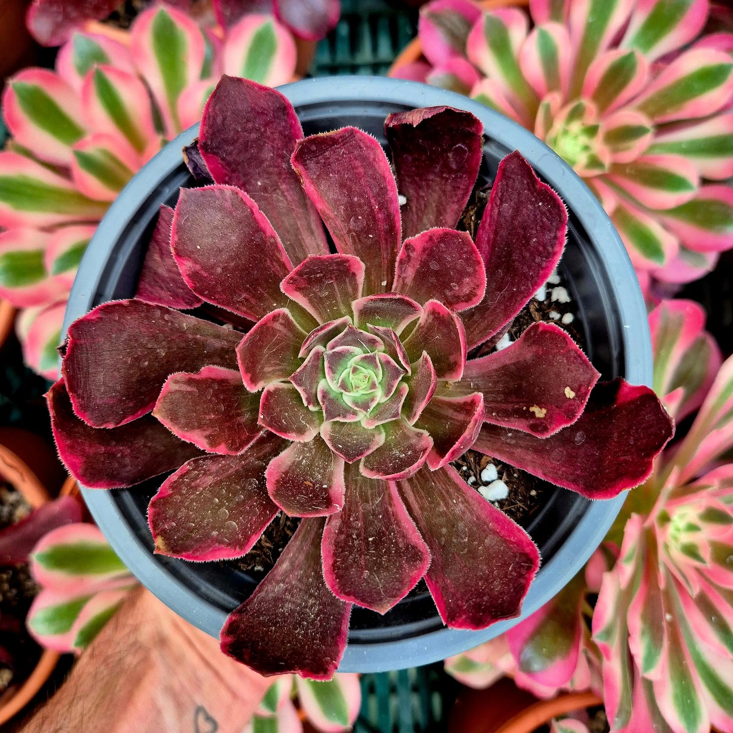 Aeonium ’Pink Fairy’ variegado