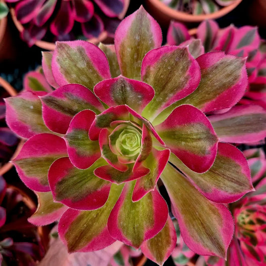 Aeonium ’Pink Fairy’ variegado