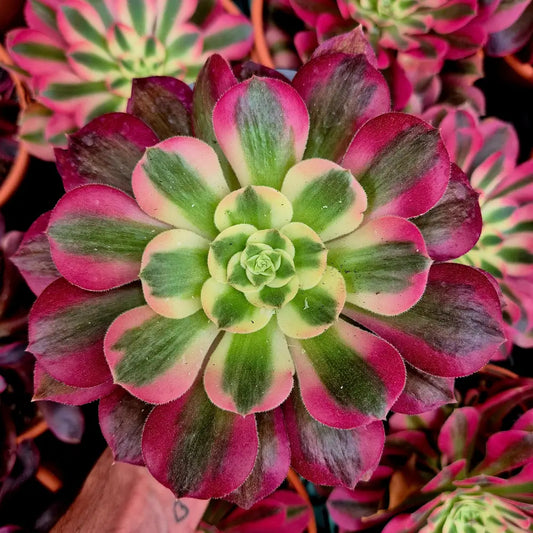 Aeonium ’Pink Fairy’ variegado