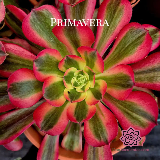 Aeonium ’Pink Medusa’ variegado