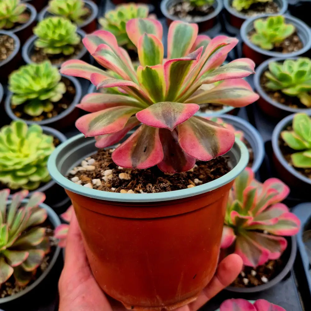 Aeonium ’Pink Medusa’ variegado