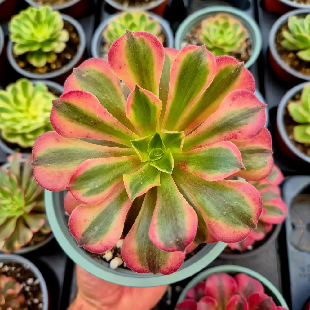 Aeonium ’Pink Medusa’ variegado