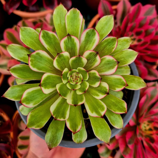 Aeonium ’Pink MoonLight’ variegado