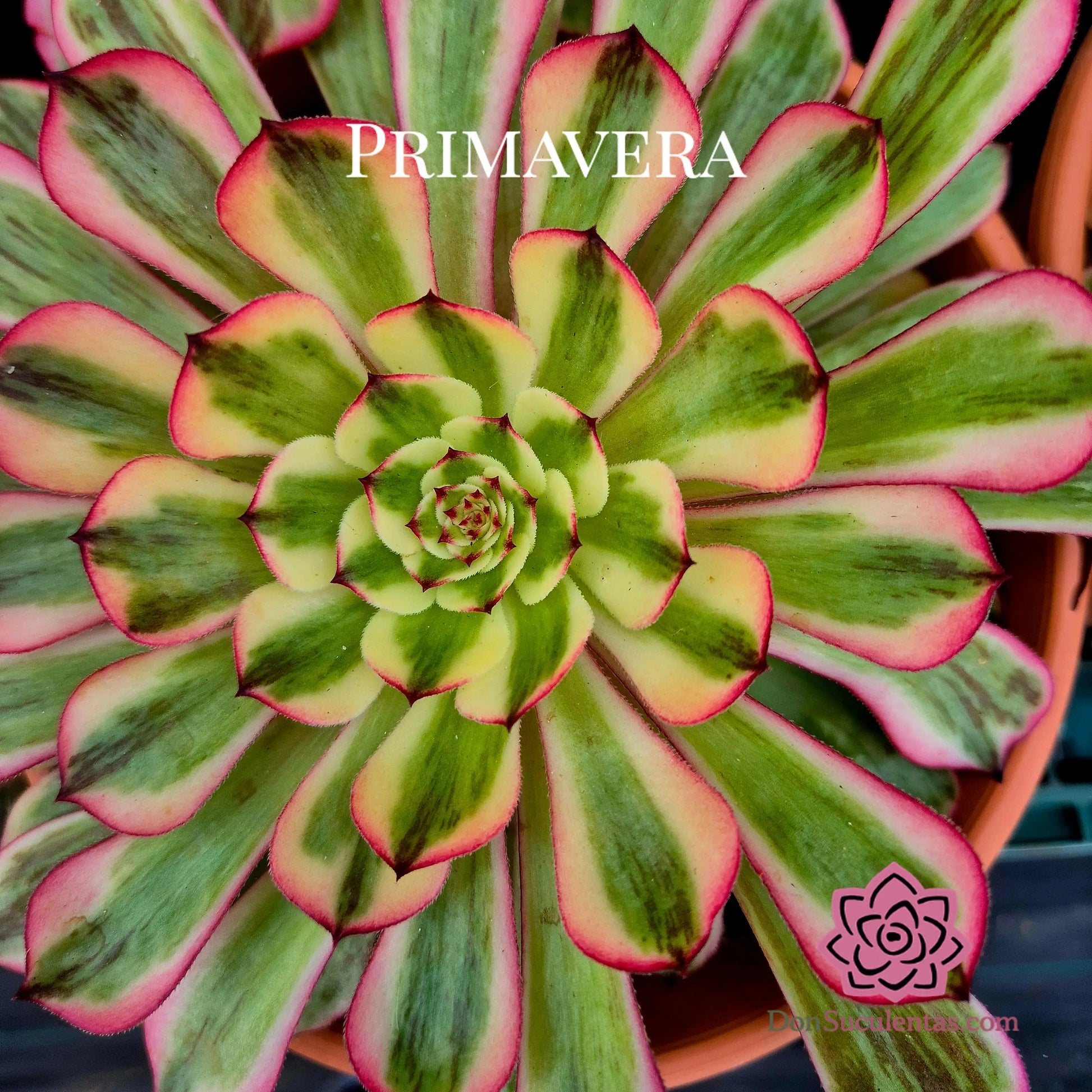 Aeonium ’Pink MoonLight’ variegado