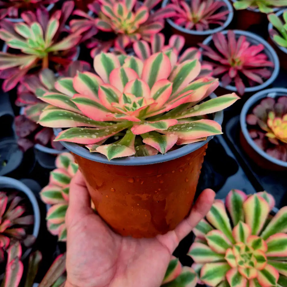 Aeonium ’Pink Witch’ variegado