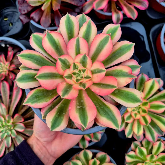 Aeonium ’Pink Witch’ variegado