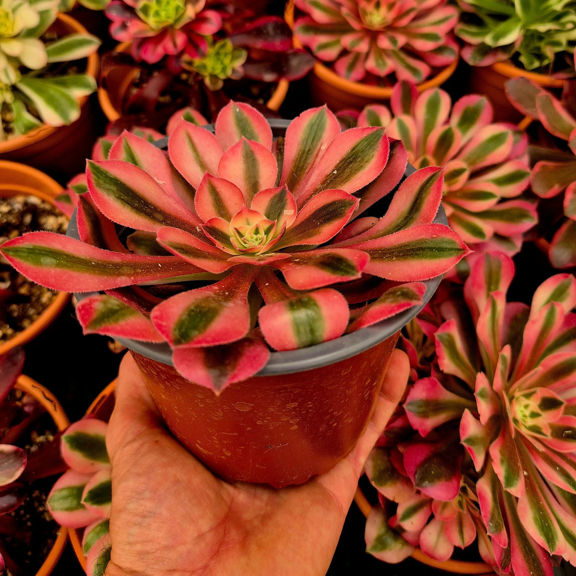 Aeonium ’Pink Witch’ variegado