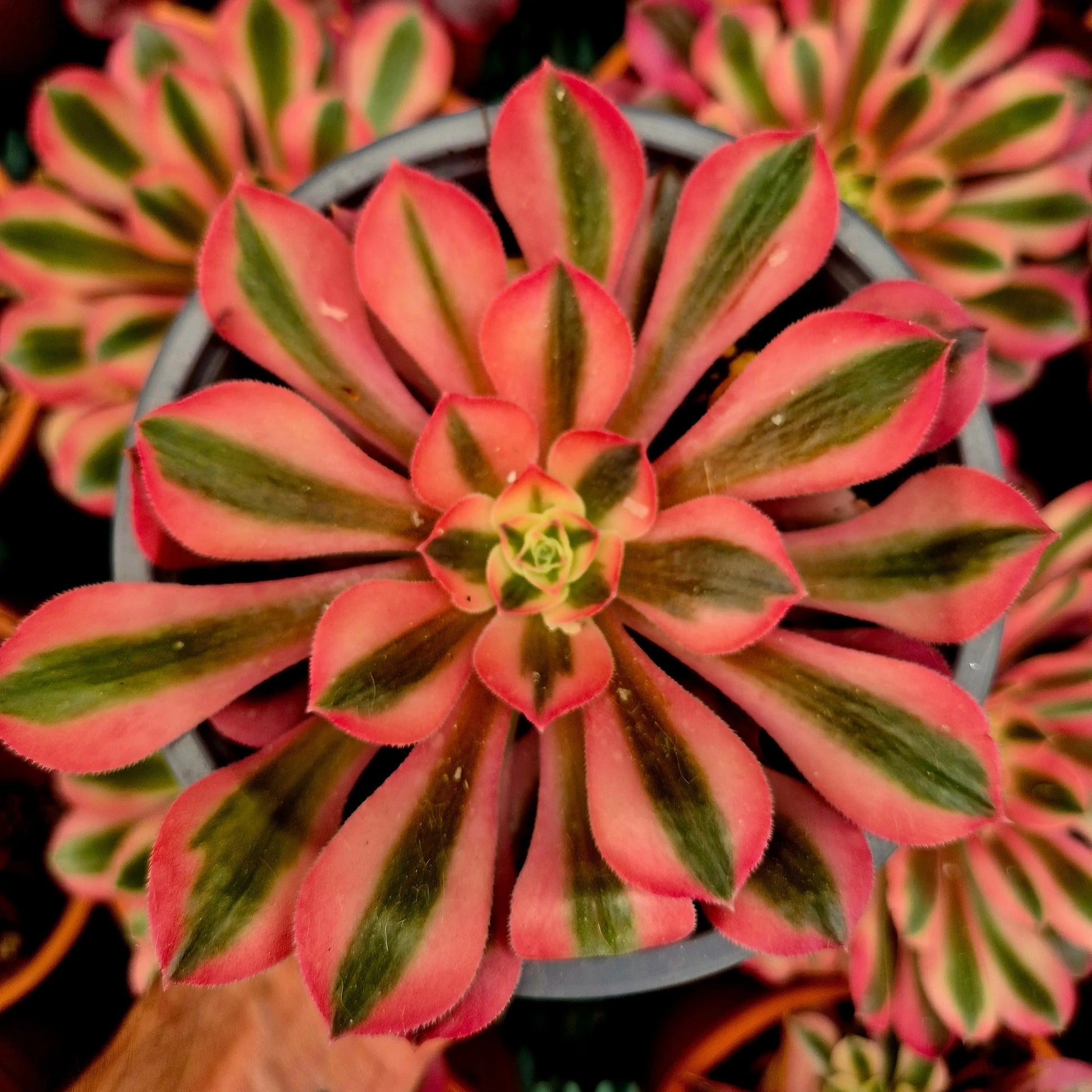 Aeonium ’Pink Witch’ variegado