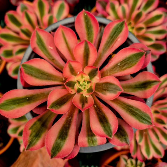 Aeonium ’Pink Witch’ variegado