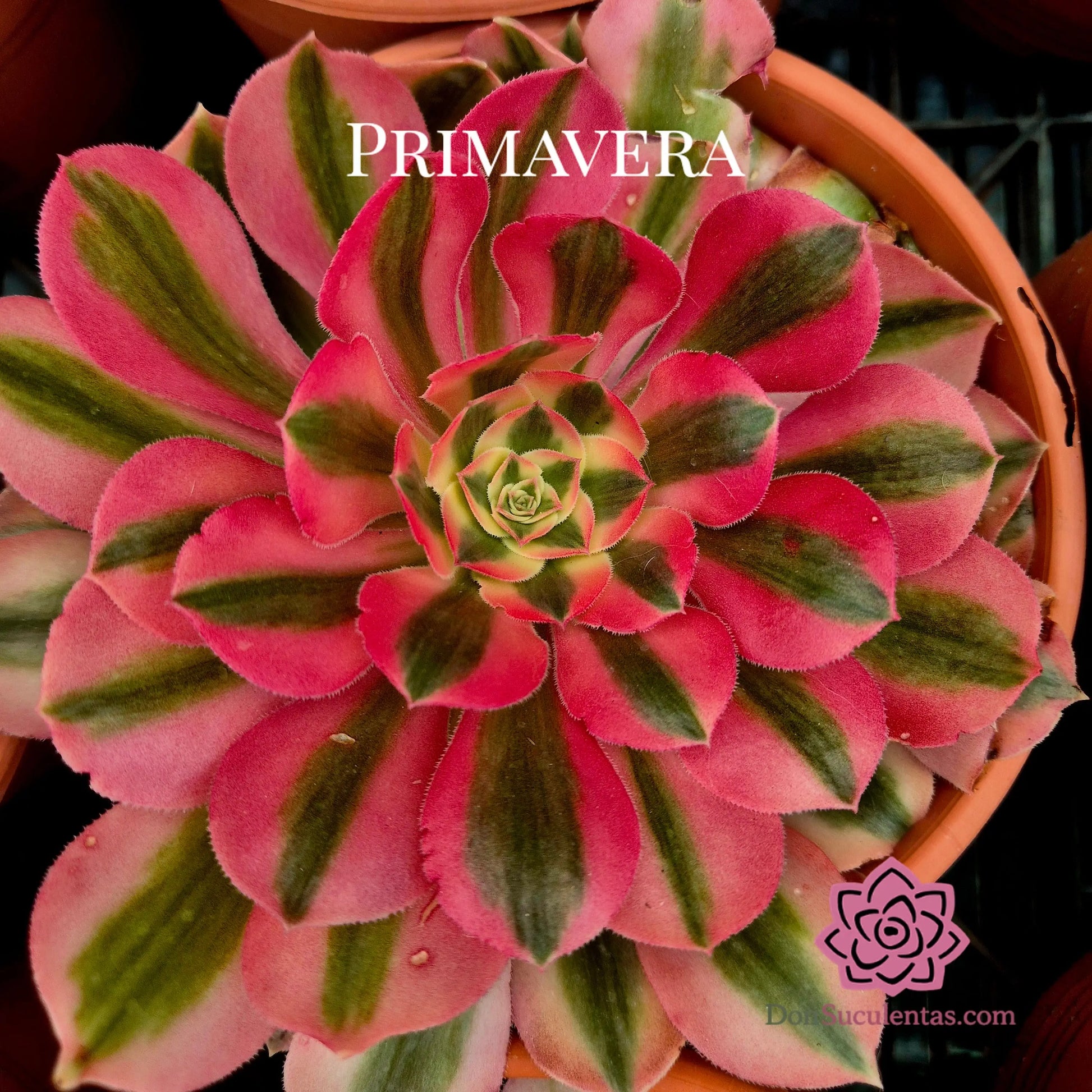 Aeonium ’Pink Witch’ variegado