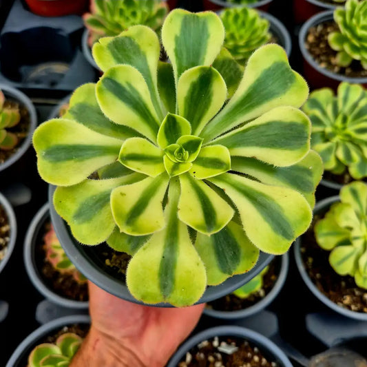 Aeonium ’Porsche’ variegado