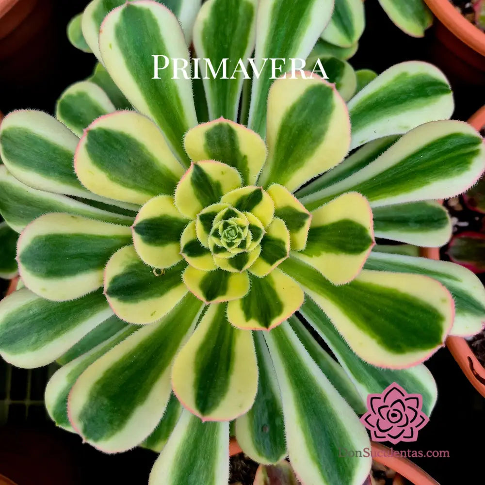 Aeonium ’Porsche’ variegado