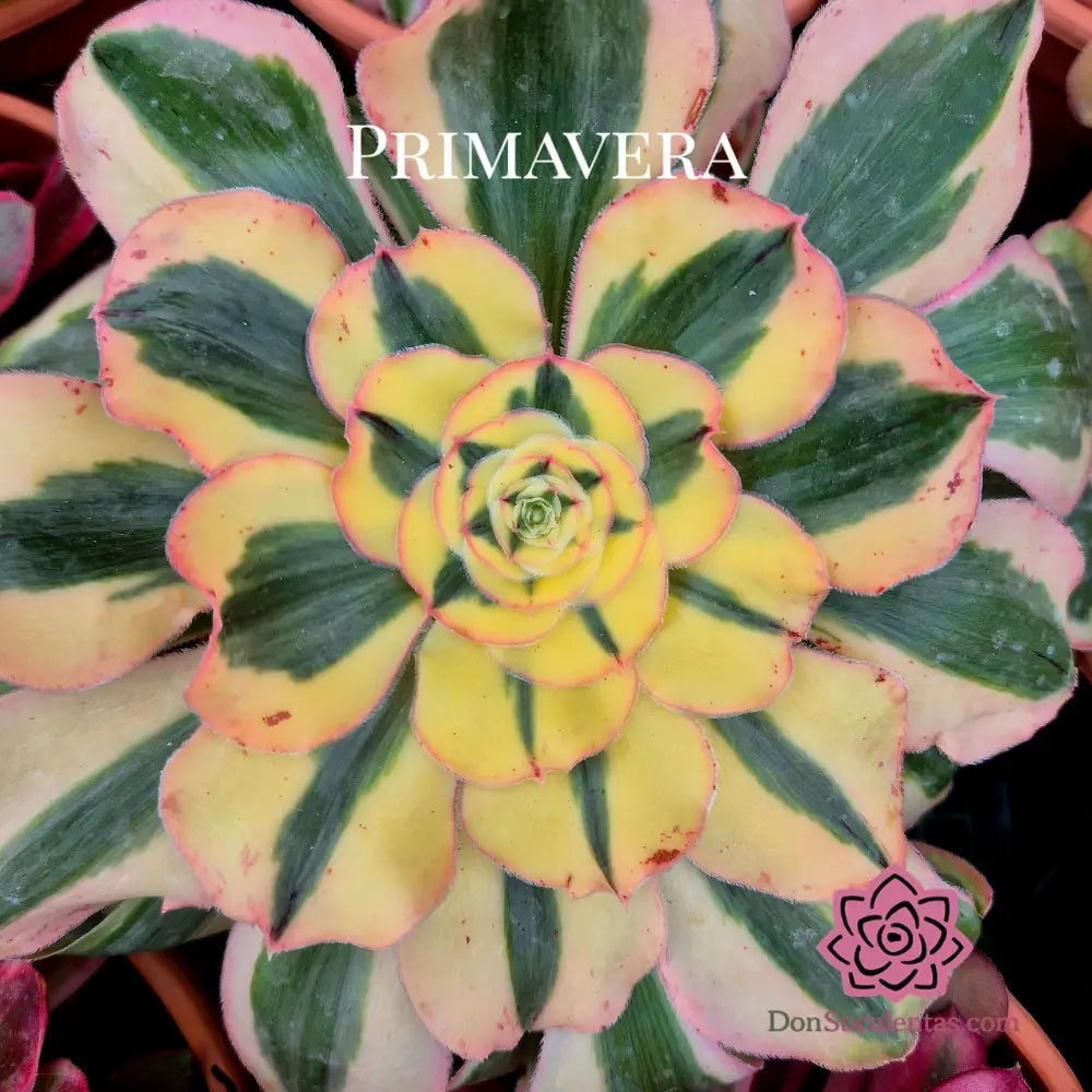 Aeonium ’Poseidon’ variegado