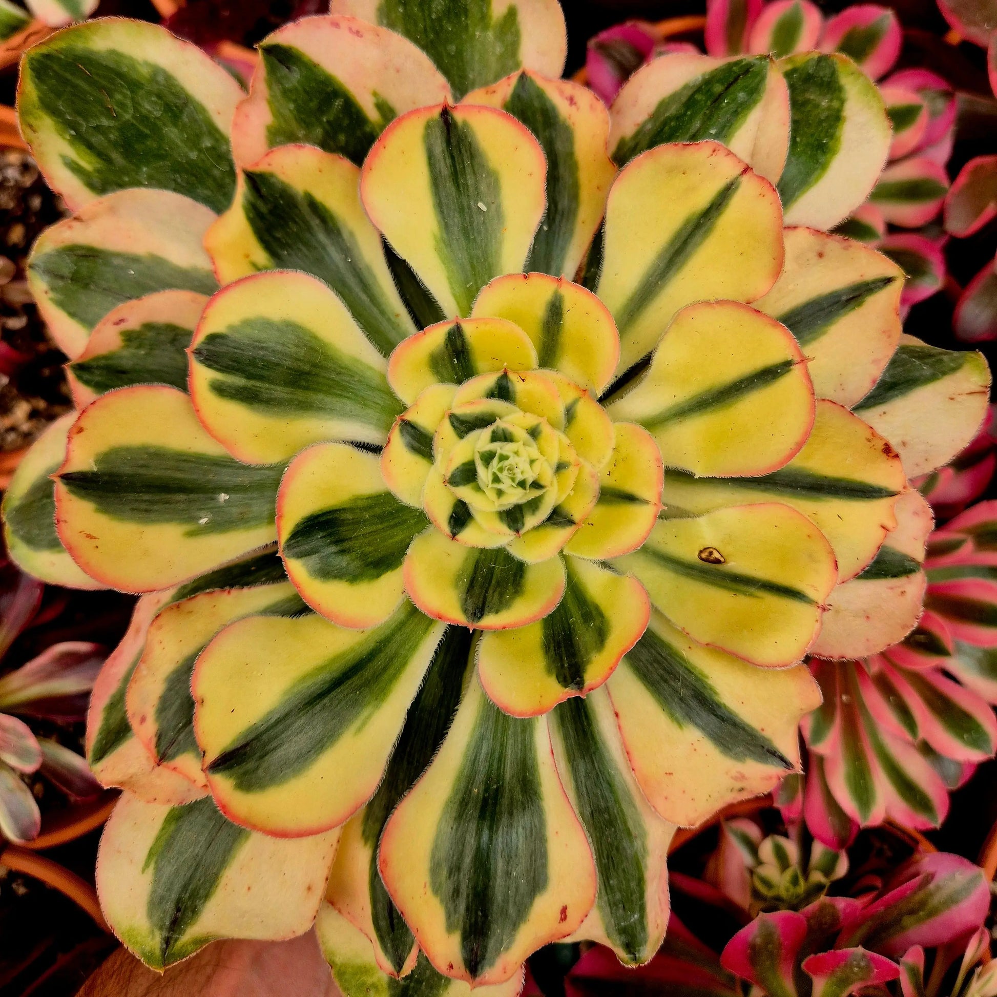 Aeonium ’Poseidon’ variegado