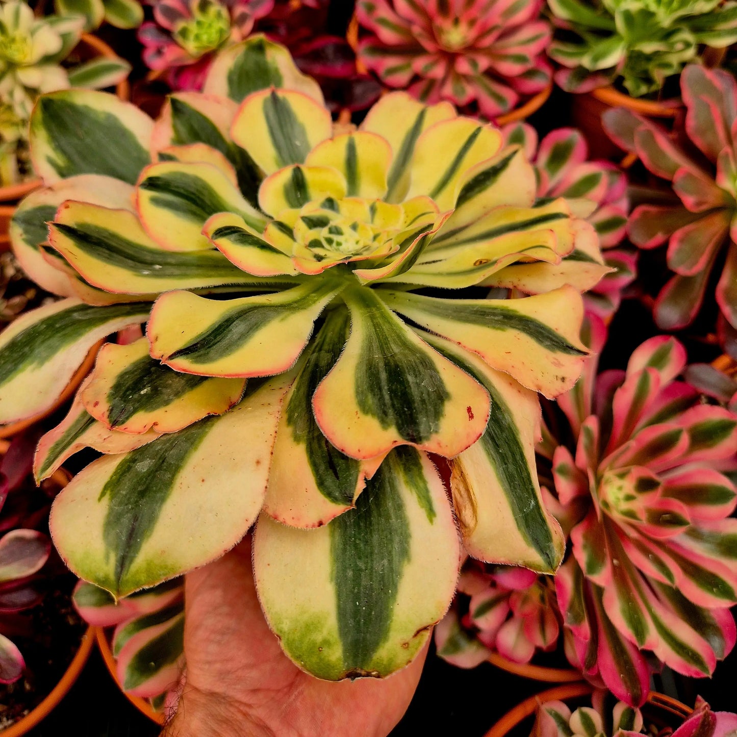 Aeonium ’Poseidon’ variegado
