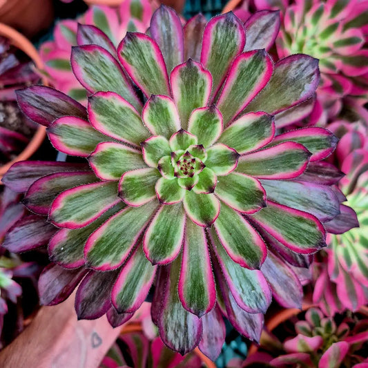 Aeonium ’Purple Glow’ variegado