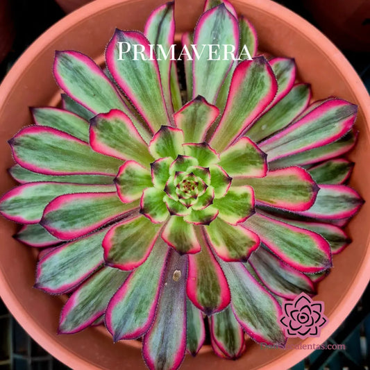Aeonium ’Purple Glow’ variegado