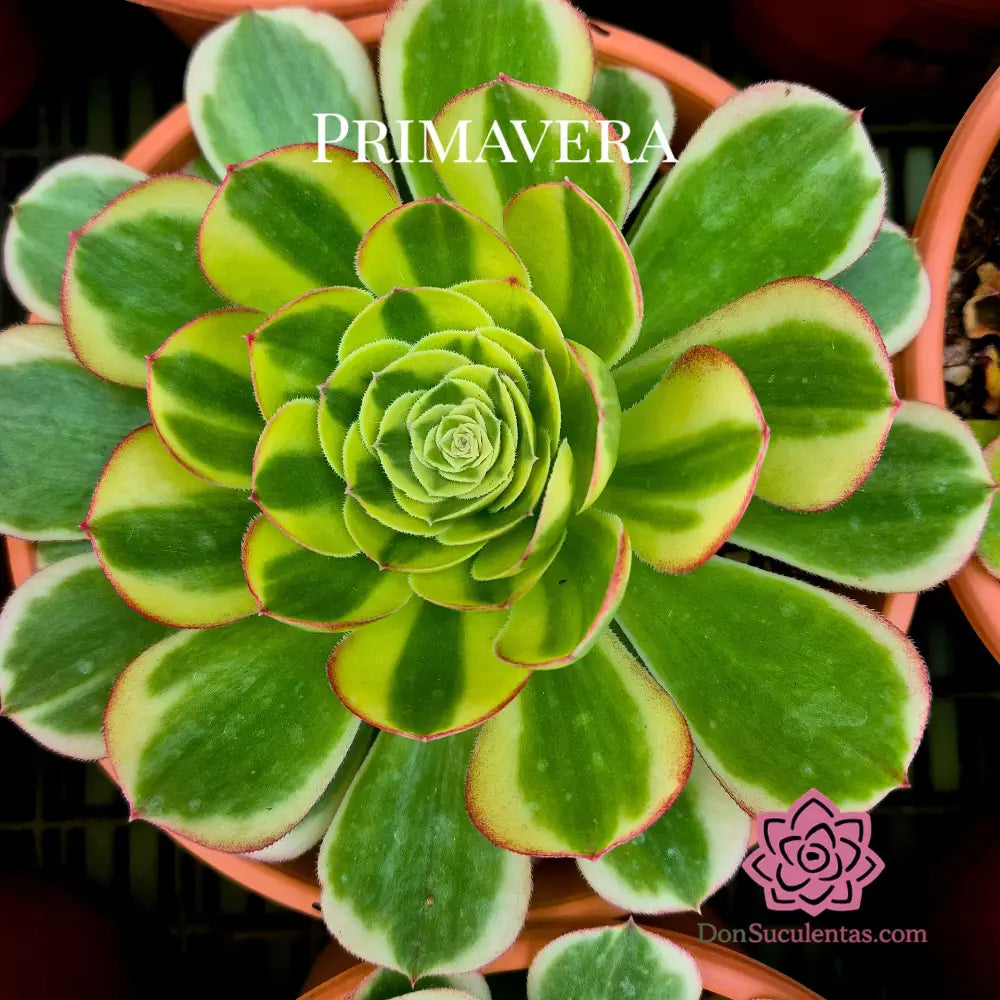 Aeonium ’Qingcheng’ variegado