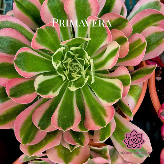 Aeonium ’Riverstone’ variegado
