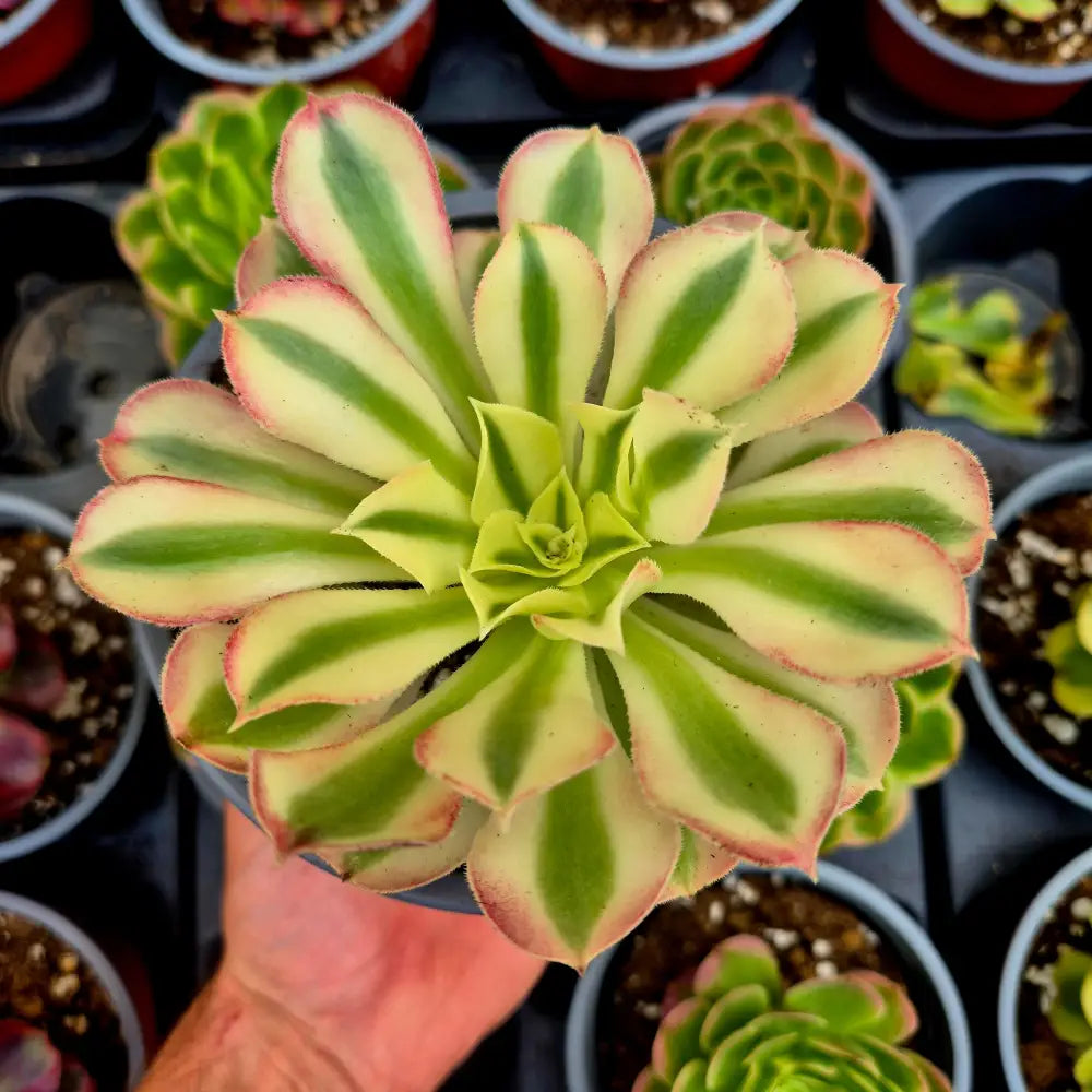 Aeonium ’Rivestones’ variegado