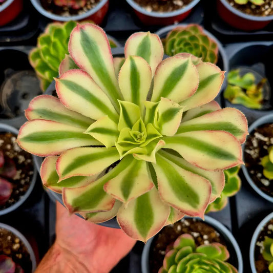 Aeonium ’Rivestones’ variegado