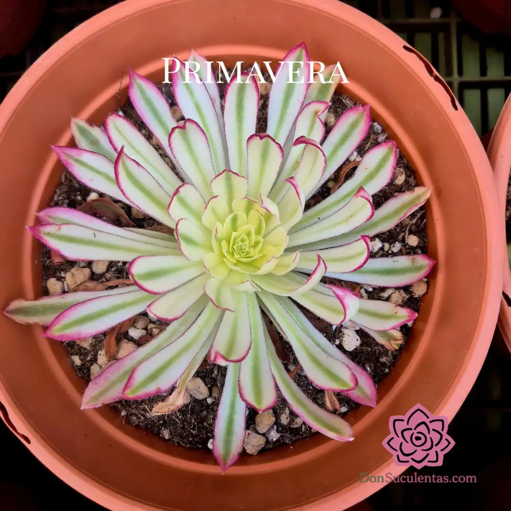 Aeonium ’Scarlett Ink’ variegado