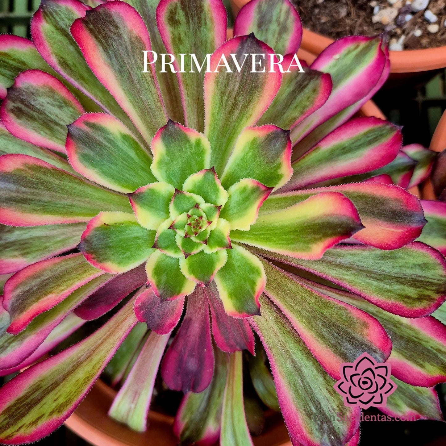 Aeonium ’Snow Girl’ variegado