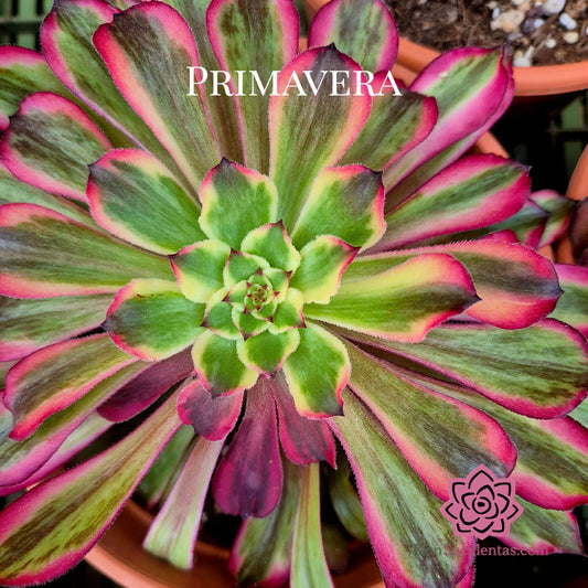 Aeonium ’Snow Girl’ variegado