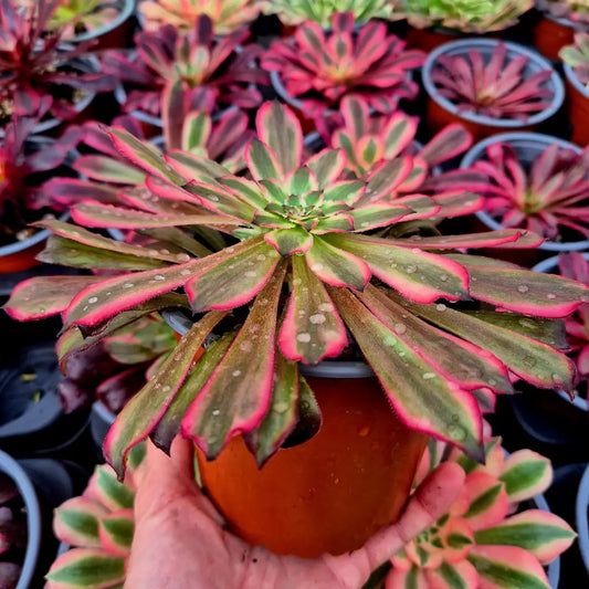 Aeonium ’Snow Girl’ variegado