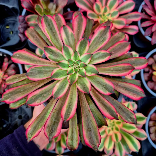Aeonium ’Snow Girl’ variegado