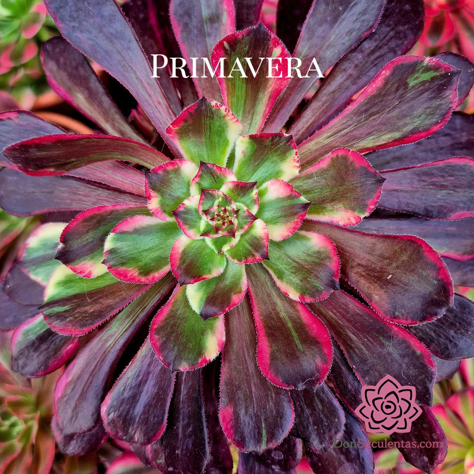 Aeonium ’Straight Flush’ variegado