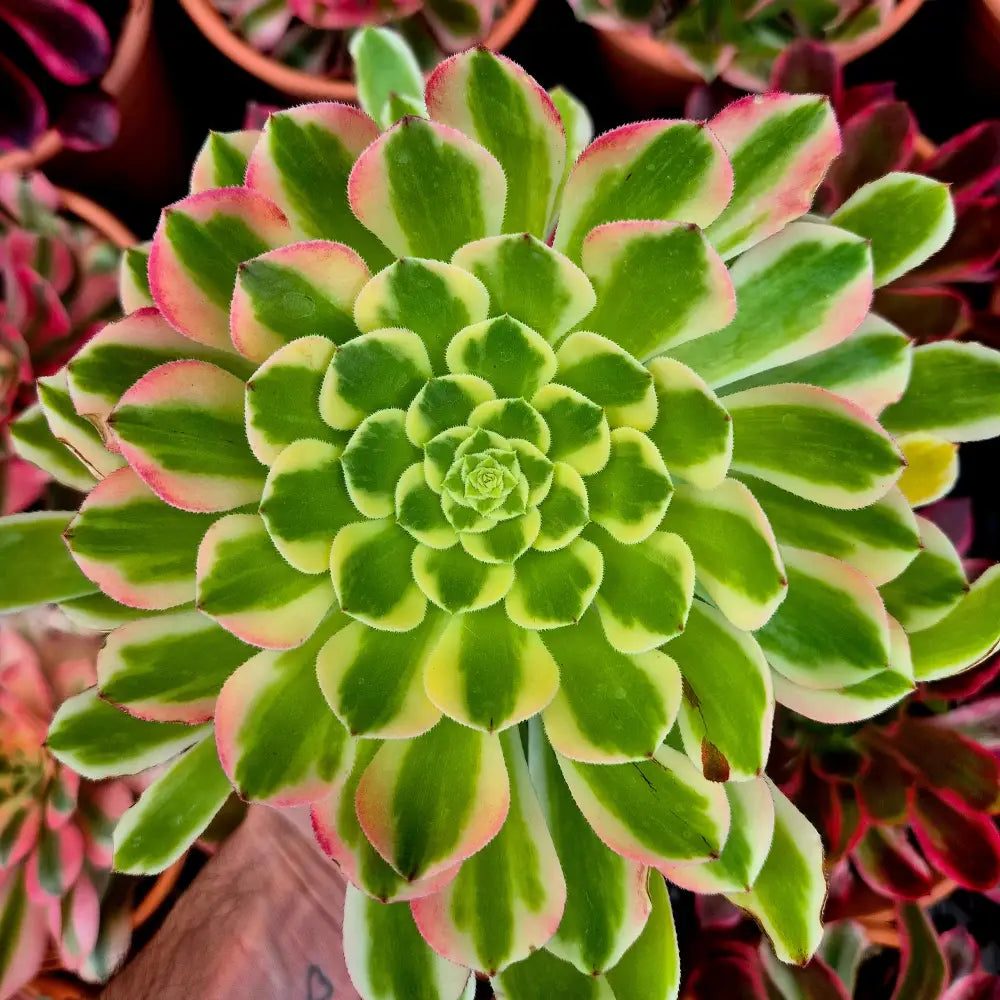 Aeonium ’Sunrise’ variegado
