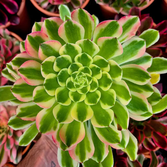 Aeonium ’Sunrise’ variegado