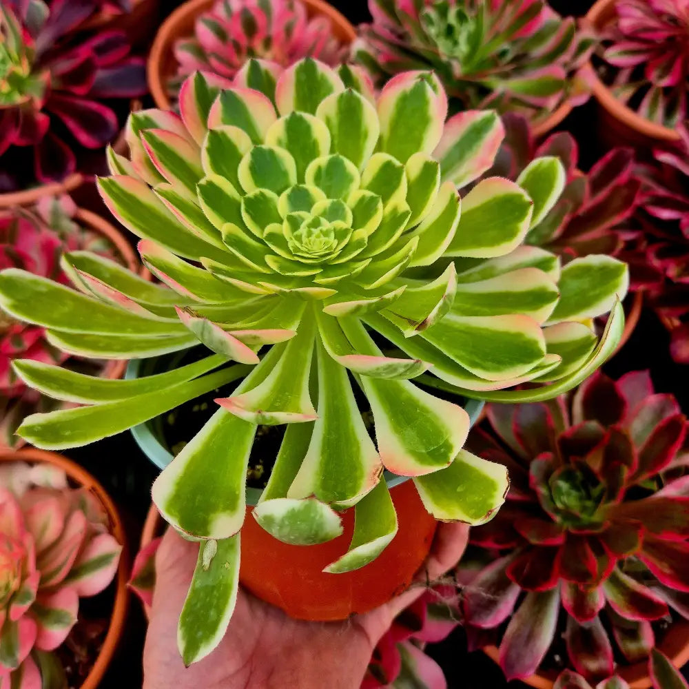 Aeonium ’Sunrise’ variegado