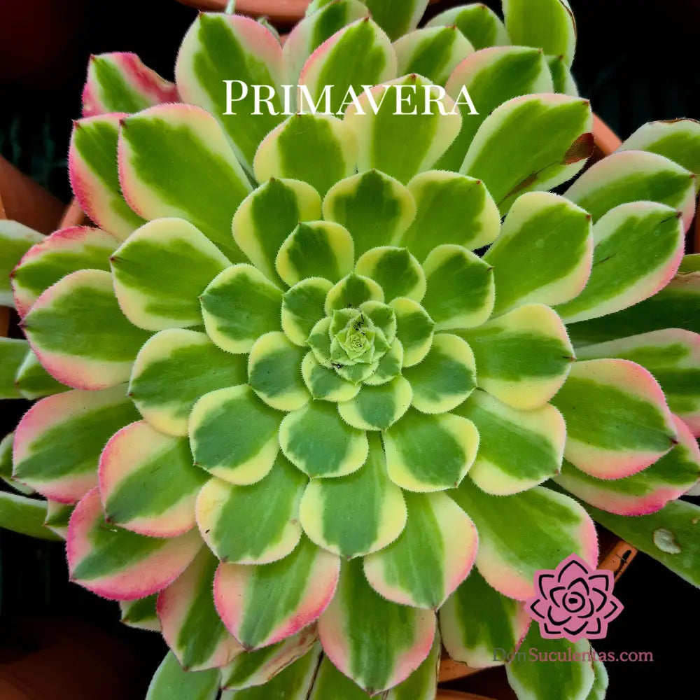 Aeonium ’Sunrise’ variegado