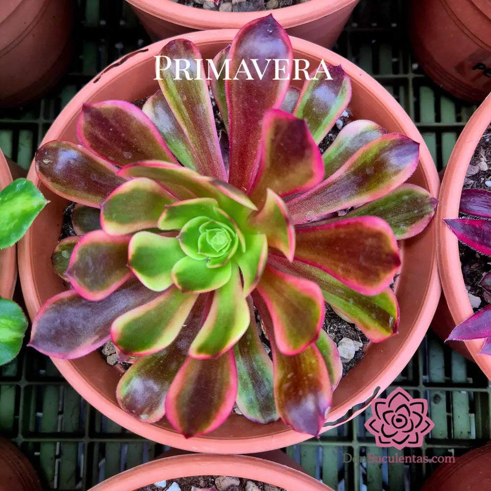 Aeonium ’Super Bang’ variegado