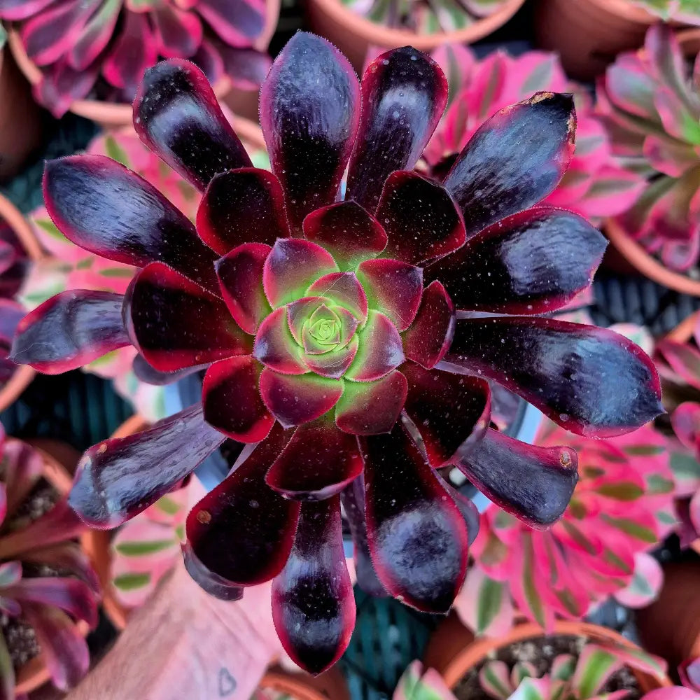 Aeonium ’Super Bang’ variegado