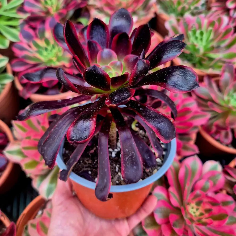 Aeonium ’Super Bang’ variegado
