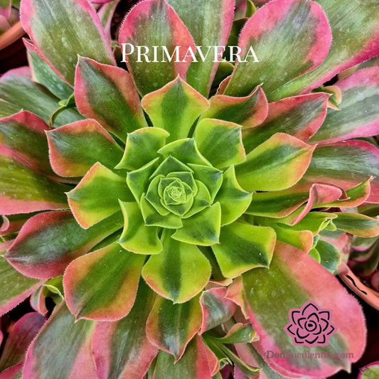 Aeonium ’Tesla’ variegado