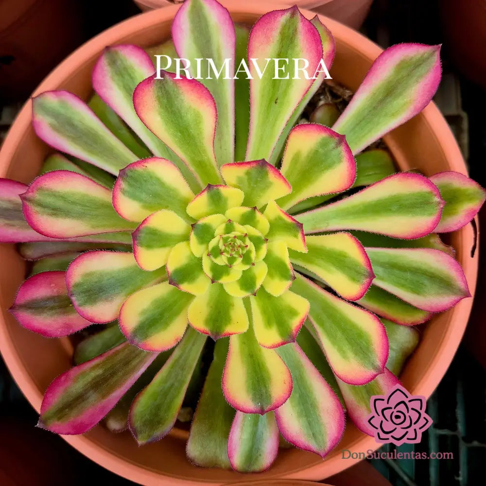 Aeonium ’Venus’ variegado