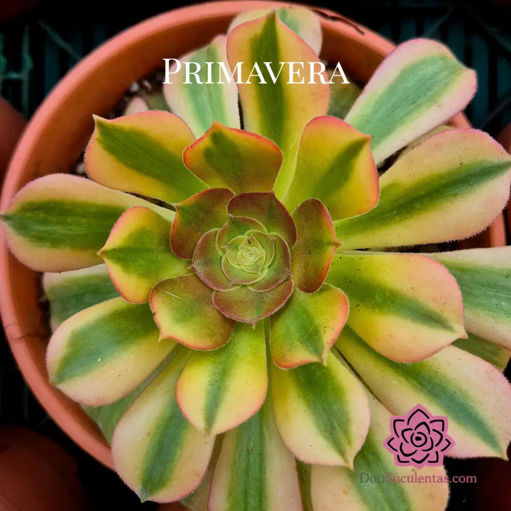 Aeonium ’Verna’ variegado